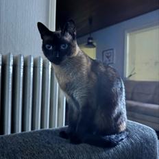 Siameser Pepito