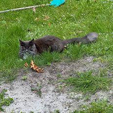 Maine Coon Ake Alma