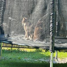 Maine Coon Ake Alma Aflivet 