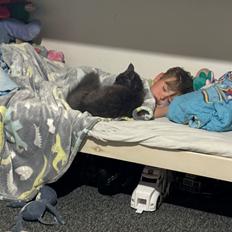 Maine Coon Ake Alma Aflivet 