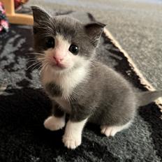 Huskat Tadashi SOLGT