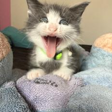 Huskat Tadashi SOLGT