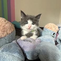 Huskat Tadashi SOLGT