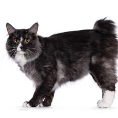 Kurilean Bobtail DK JeaTri's Hugo Boss