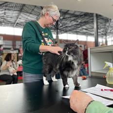 Kurilean Bobtail DK JeaTri's Hugo Boss