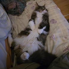 Maine Coon sif