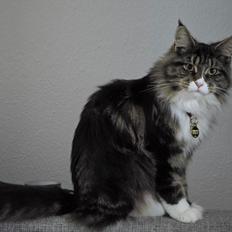 Maine Coon sif