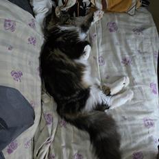 Maine Coon sif