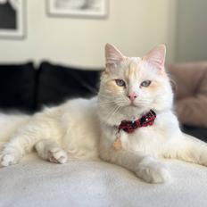 Ragdoll Keiko