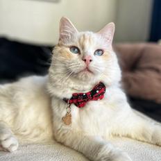 Ragdoll Keiko (Himmelkat) 