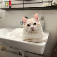 Ragdoll Keiko