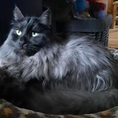 Tyrkisk Angora Ruslan von Frankentahl 