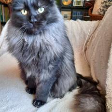 Tyrkisk Angora Ruslan von Frankentahl 