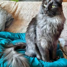 Tyrkisk Angora Ruslan von Frankentahl 