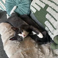 Huskat Nandor