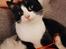 Huskat My