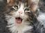 Maine Coon Dk Na'zyia's Zabaione