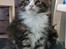 Maine Coon Dk Na'zyia's Zabaione