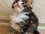 Maine Coon Dk Na'zyia's Zabaione