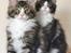 Maine Coon Dk Na'zyia's Zabaione