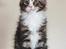 Maine Coon Dk Na'zyia's Zabaione