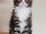 Maine Coon Dk Na'zyia's Zabaione