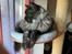 Maine Coon Boromir JR Ferrari Kayal