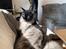 Maine Coon Boromir JR Ferrari Kayal