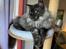 Maine Coon Boromir JR Ferrari Kayal