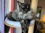 Maine Coon Boromir JR Ferrari Kayal
