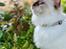 Hellig Birma Winston