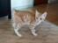 Kurilean Bobtail Benjamin Supreme Bobs Team RU
