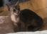 Abyssinier Dushara Silke