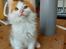 Kurilean Bobtail KorZhik's Klinger