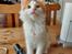 Kurilean Bobtail KorZhik's Klinger