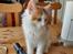 Kurilean Bobtail KorZhik's Klinger