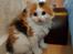 Kurilean Bobtail KorZhik's Klinger