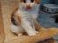 Kurilean Bobtail KorZhik's Klinger