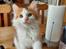 Kurilean Bobtail KorZhik's Klinger