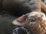 Abyssinier Dushara Silke