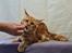 Maine Coon Myfia's Oluf Madsen
