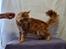 Maine Coon Myfia's Oluf Madsen