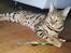 Bengal Piramocats Aya