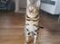 Bengal Piramocats Aya