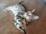Bengal Piramocats Aya