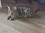 Bengal Piramocats Aya