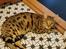 Bengal Piramocats Aya