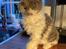Selkirk Rex  Pumpkin