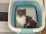 Selkirk Rex  Pumpkin