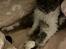 Selkirk Rex  Pumpkin